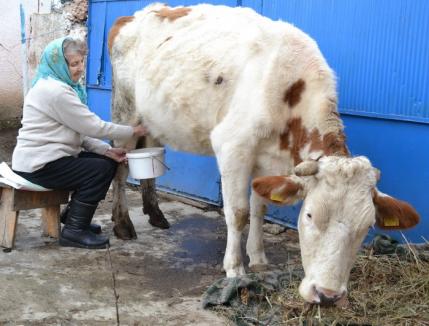 Ţărani, înscrieţi-vă vacile! APIA preia de săptămâna viitoare cererile de subvenţie pentru bovine 